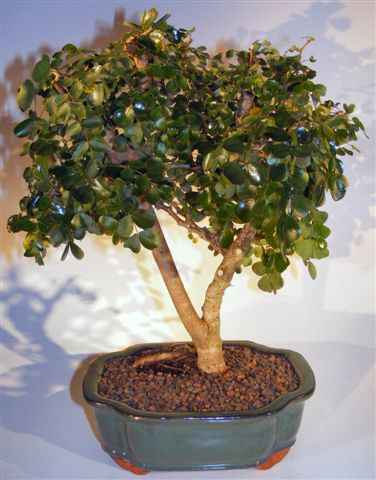 Flowering Campeche Bonsai Tree – Large